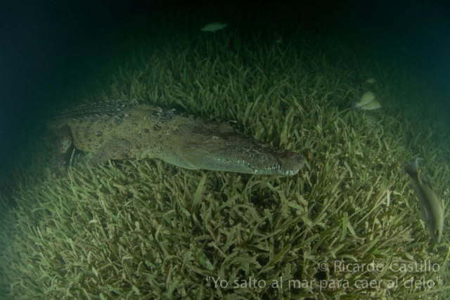  Coccodrilli ai Caraibi 